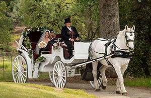 Horse-Drawn Carriages for Weddings