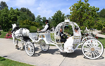 Horse-Drawn Carriages for Weddings