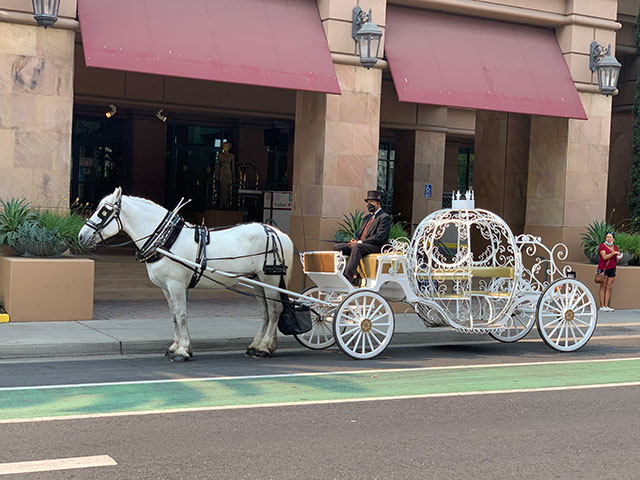 Horse-Drawn Carriages for Weddings