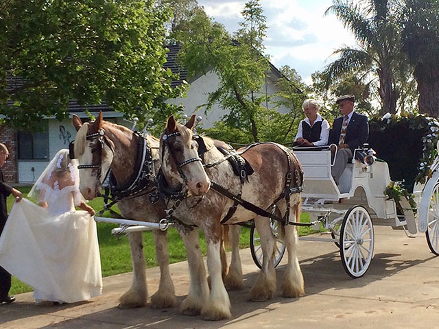 Horse-Drawn Carriage Wedding